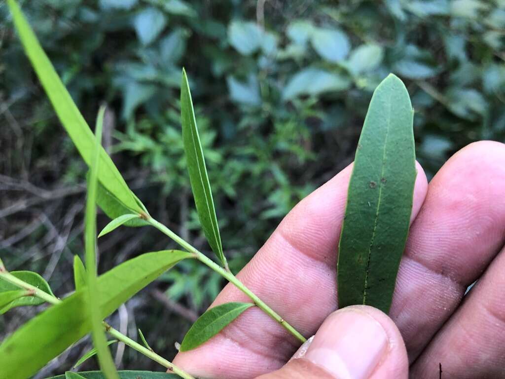 Image of Denhamia cunninghamii (Hook.) M. P. Simmons