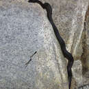 Image of Thamnophis validus celaeno (Cope 1861)