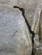 Image of Thamnophis validus celaeno (Cope 1861)