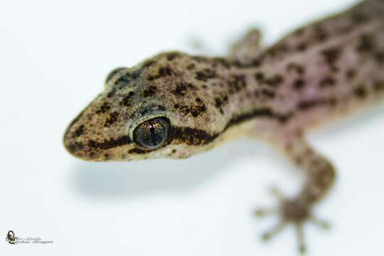 Image of Duellman's Pigmy Leaf-toed  Gecko