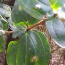 Image of Medinilla cacuminum Jumelle & Perrier