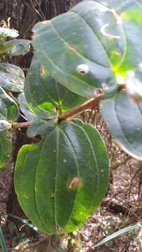 Image of Medinilla cacuminum Jumelle & Perrier