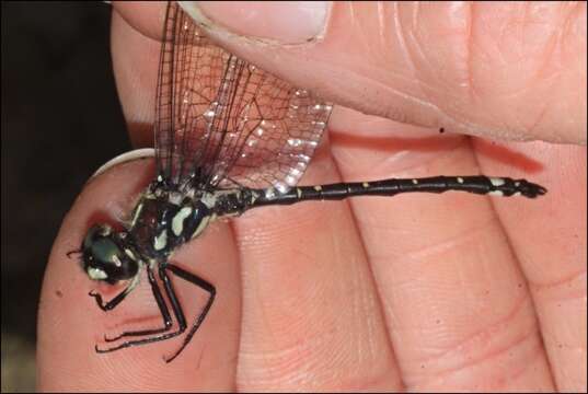 Image of Eusynthemis brevistyla (Selys 1871)