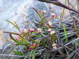 Image of Centella macrocarpa (Rich.) Adamson