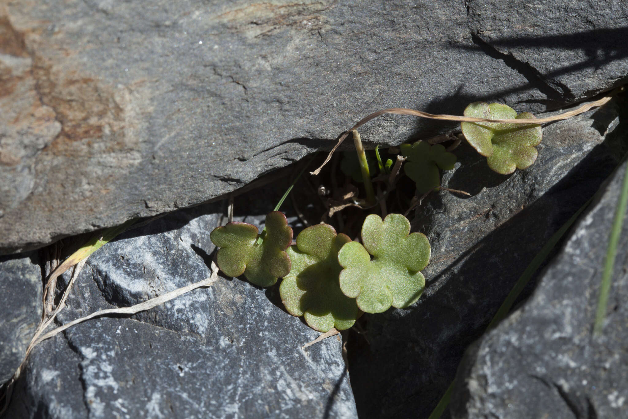 Sivun Saxifraga sibirica L. kuva