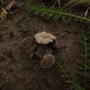 Image of Crepidotus autochthonus J. E. Lange 1938