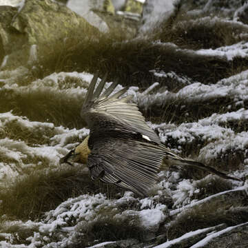 Image of Gypaetus barbatus barbatus (Linnaeus 1758)