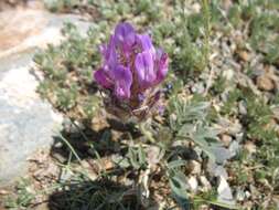 صورة Astragalus laguroides Pall.