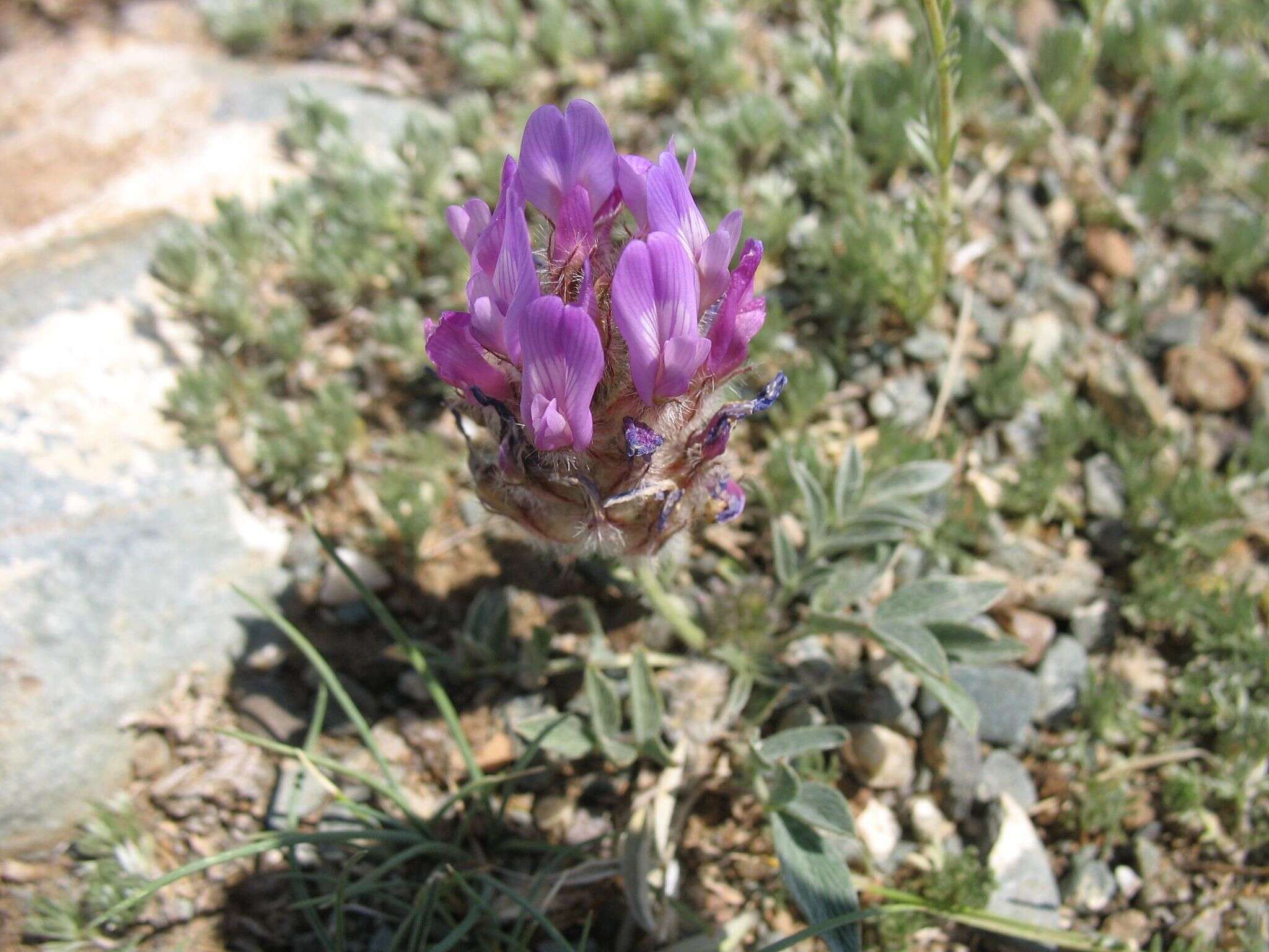 Plancia ëd Astragalus laguroides Pall.