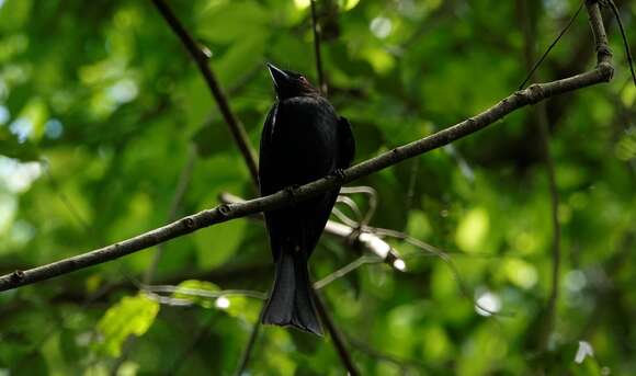 Image of Common Square-tailed Drongo