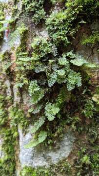 صورة Hymenophyllum oligosorum Mak.