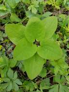 Smilax ecirrhata (Engelm. ex Kunth) S. Watson resmi