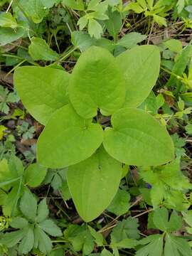 Image of upright carrionflower