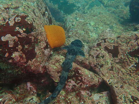 Image de Holbiche à taches rouges