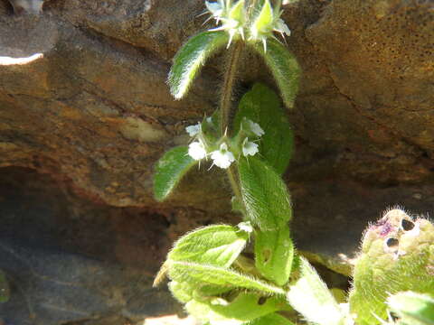 Sivun Sideritis romana subsp. curvidens (Stapf) Holmboe kuva