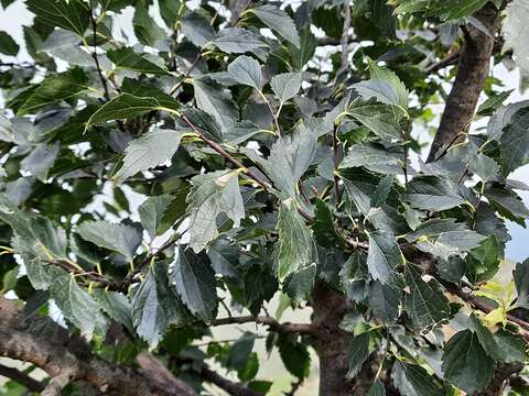 Image of Celtis planchoniana K. I. Christensen