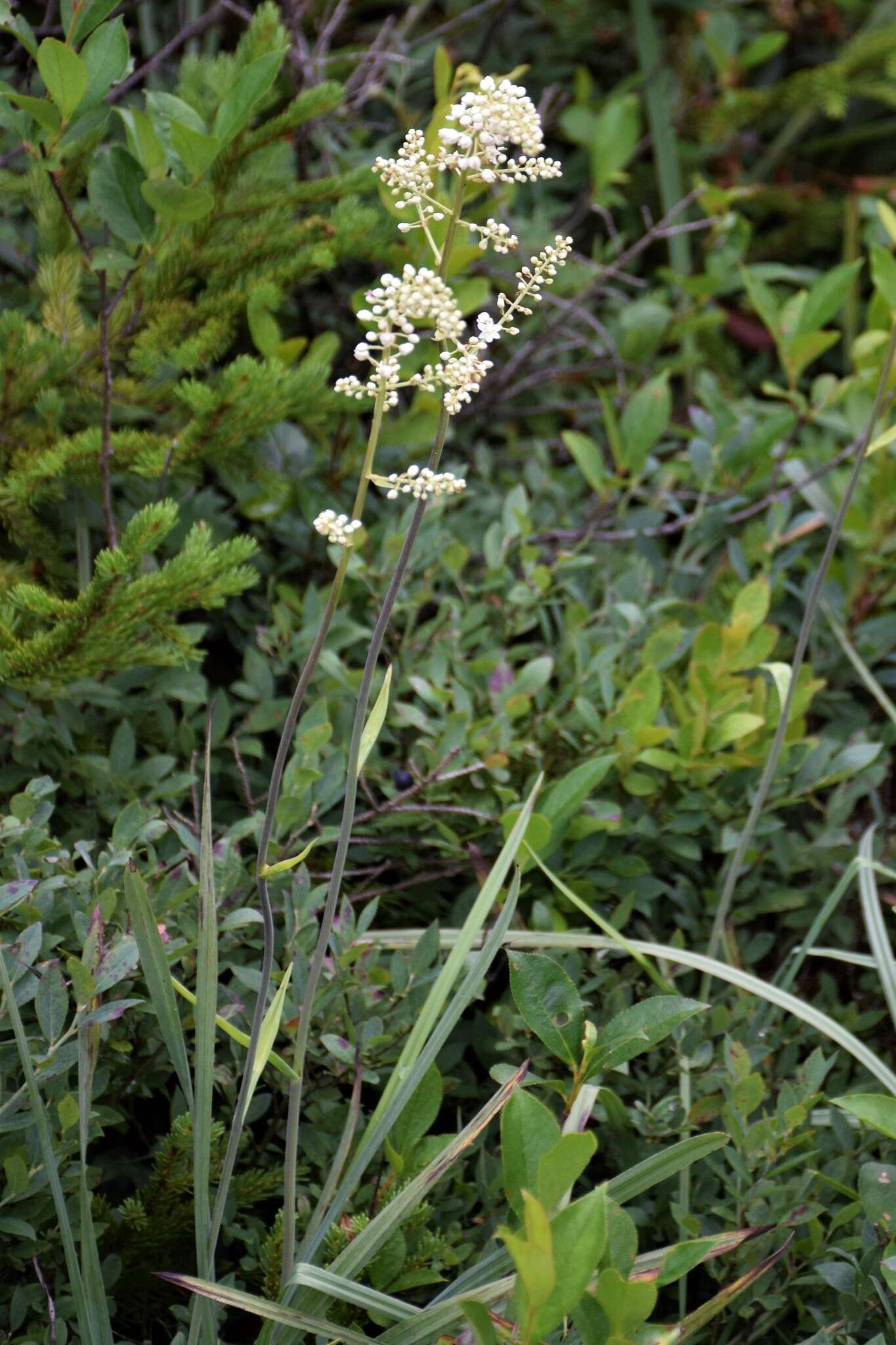 صورة Stenanthium densum (Desr.) Zomlefer & Judd