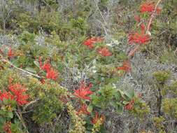 Imagem de Embothrium coccineum J. R. Forster & G. Forster