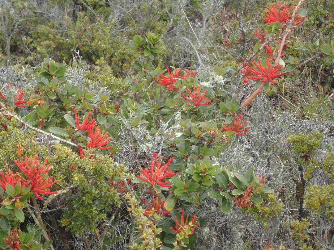 Image de Embothrium coccineum J. R. Forster & G. Forster