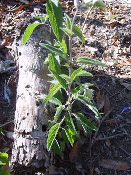 Image of Salvia zaragozana B. L. Turner