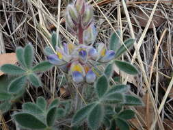 Image of Huachuca Mountain lupine