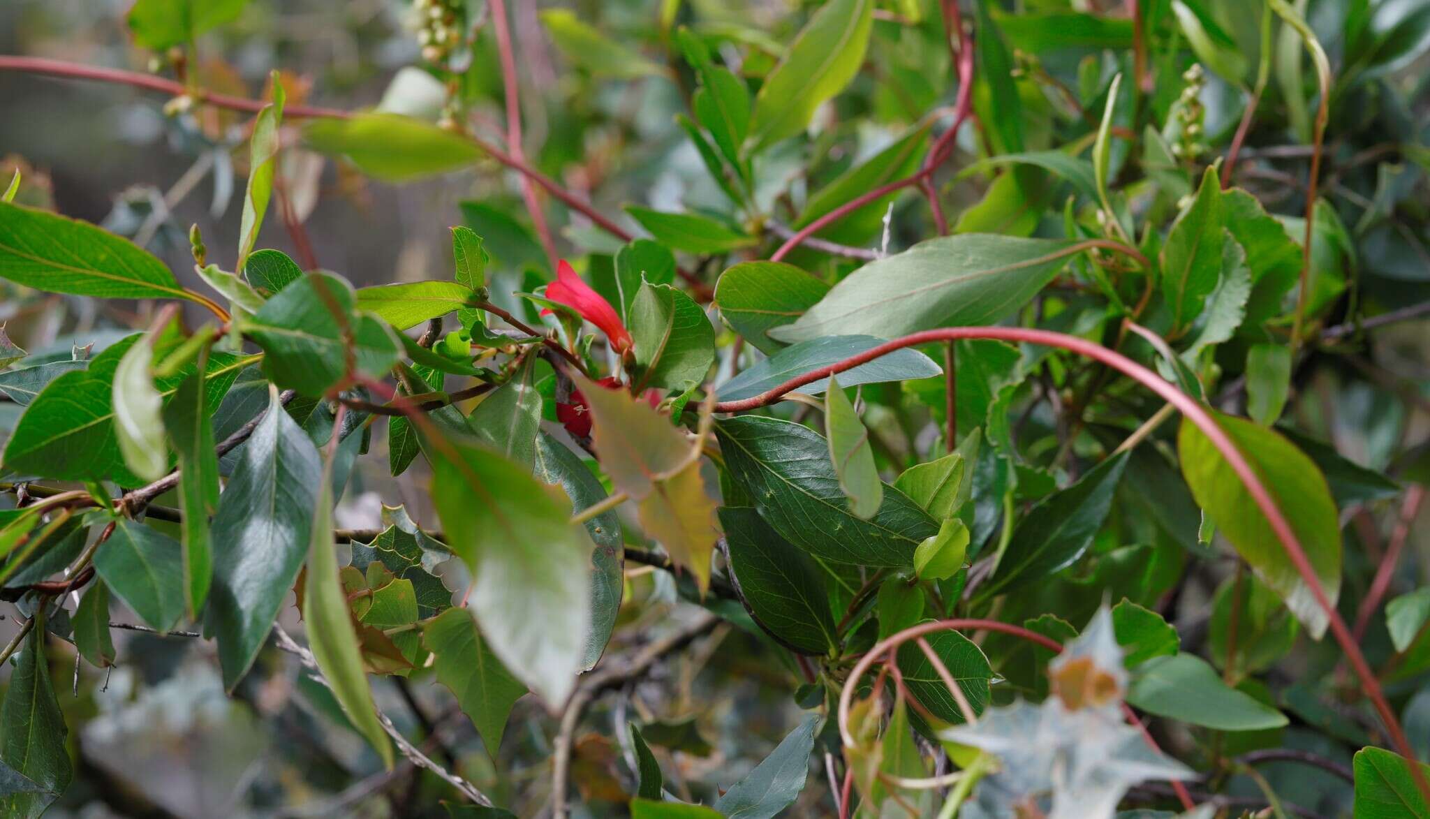 Слика од Marianthus erubescens Putterl.