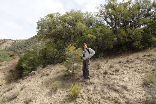 Image of Alvord oak