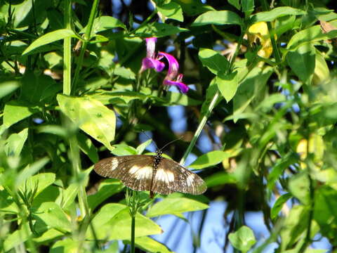 Imagem de Acraea esebria Hewitson 1861