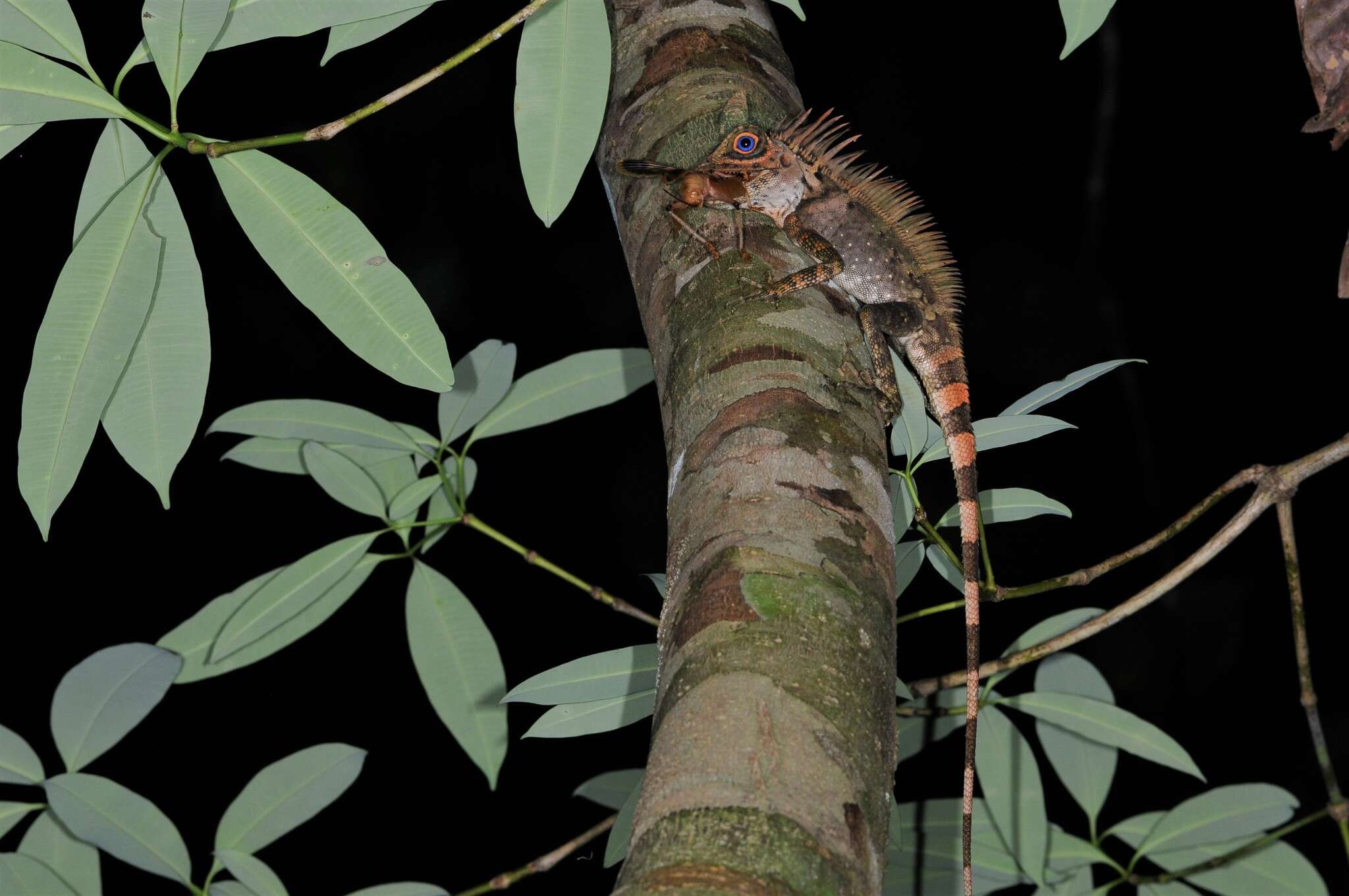 صورة Gonocephalus liogaster (Günther 1872)