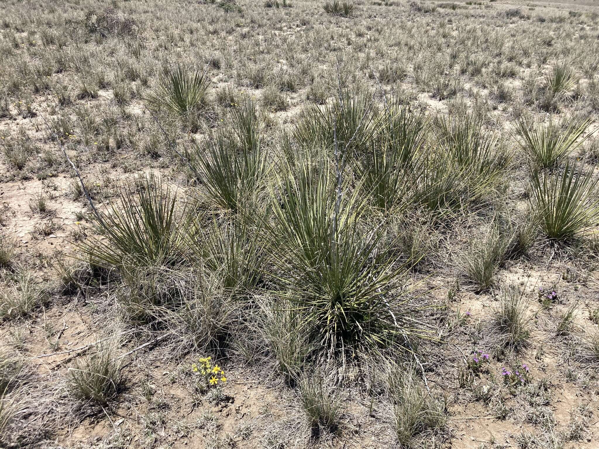 Image of intermediate yucca