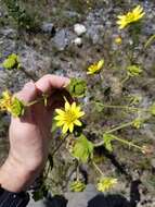 Image de Silphium glutinosum J. R. Allison