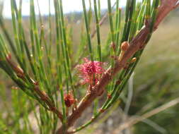 Image of Allocasuarina emuina L. A. S. Johnson