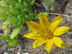 Image of Gazania maritima Levyns