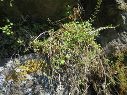 Image of Chenopodium allanii Aellen