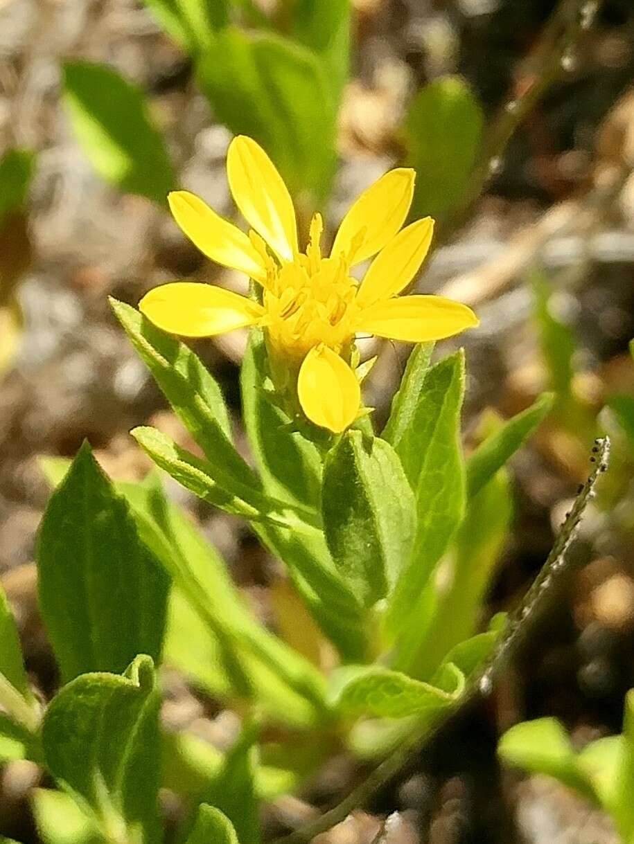 Слика од Columbiadoria hallii (A. Gray) G. L. Nesom