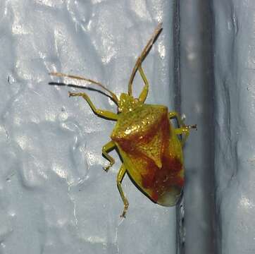 Image of Red-Cross Shield Bug