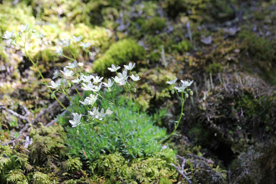 Image of yellowdot saxifrage