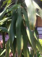 Image of fragrant dracaena