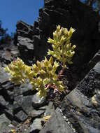 Image of Sedum paradisum subsp. paradisum