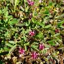 Plancia ëd Trifolium depauperatum var. depauperatum