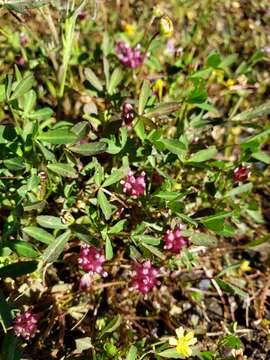 Plancia ëd Trifolium depauperatum var. depauperatum