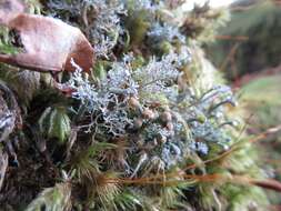 Image of globe ball lichen