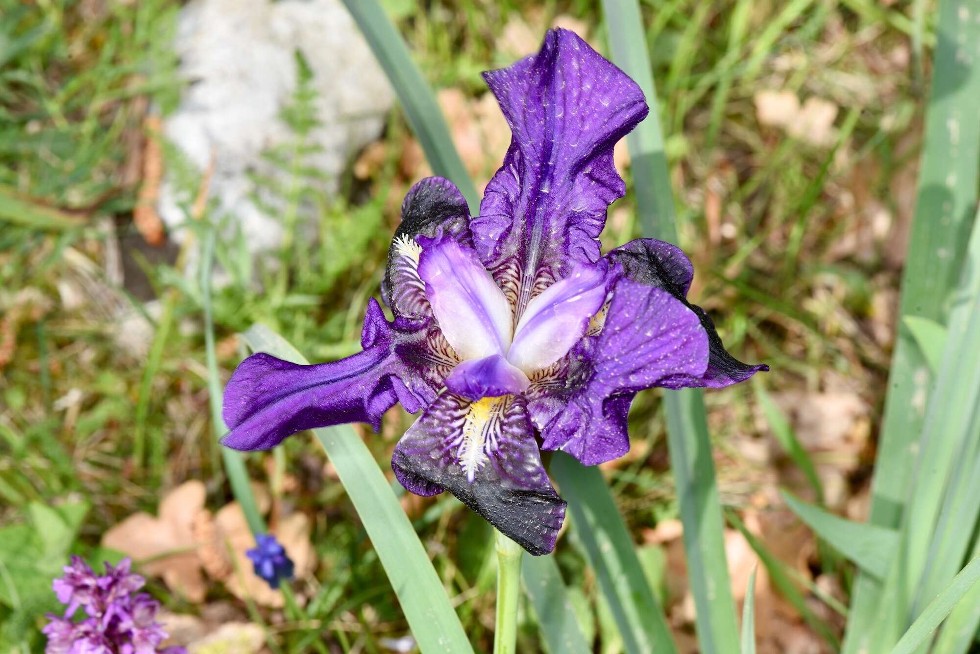 Imagem de Iris bicapitata Colas.