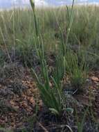 صورة Silene scouleri subsp. pringlei (S. Wats.) C. L. Hitchcock & Maguire