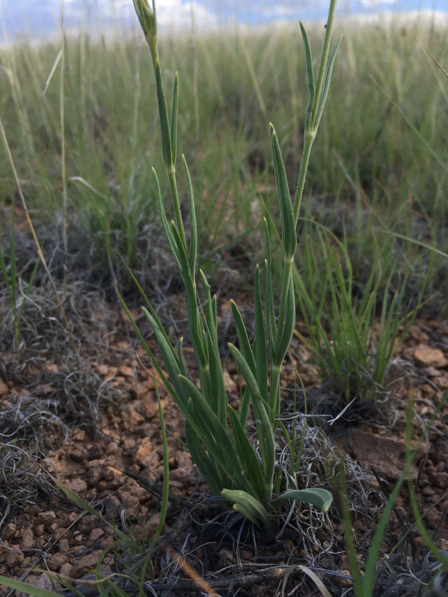 صورة Silene scouleri subsp. pringlei (S. Wats.) C. L. Hitchcock & Maguire