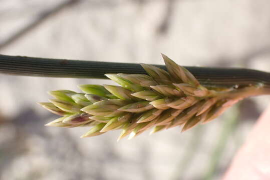 Image of bristly lovegrass