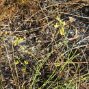 Image of Lebeckia contaminata (L.) Thunb.