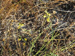 Image of Lebeckia contaminata (L.) Thunb.