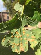 Image of common oak spangle-gall wasp