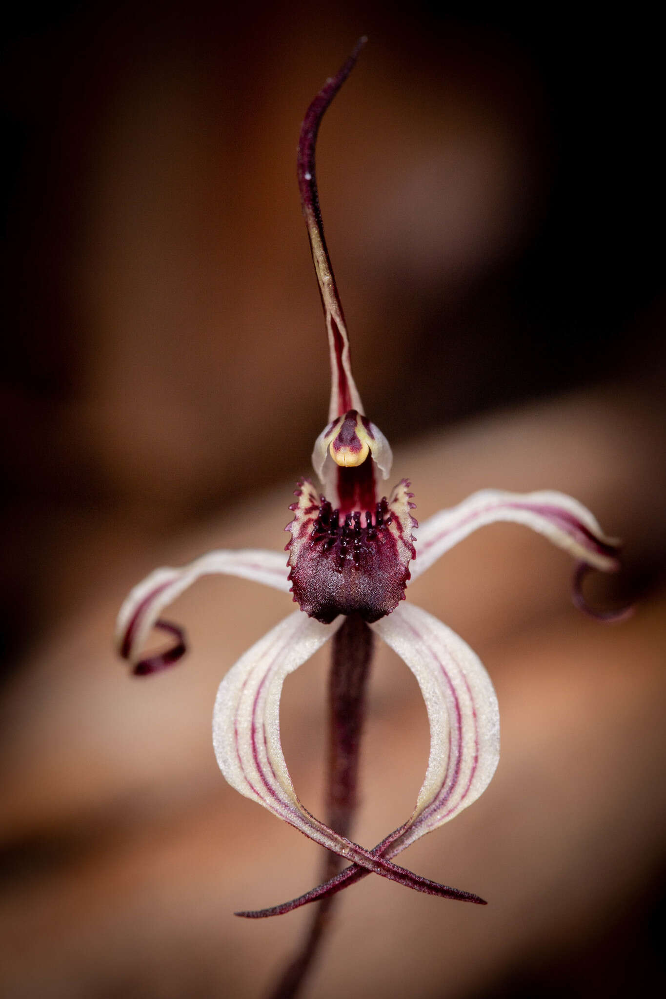 Image of Winter spider orchid